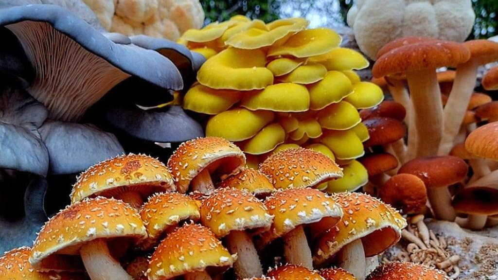 Mushrooms