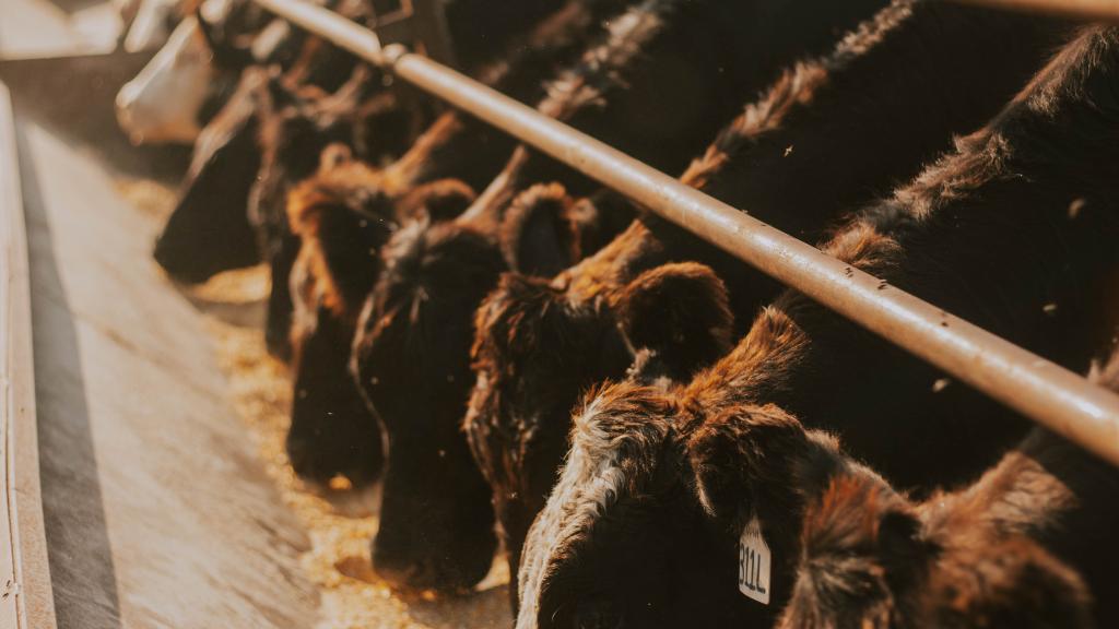 Cattle at the feed bunk 