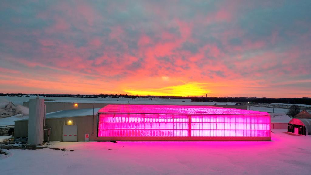 Pink grow lights during a winter sunrise