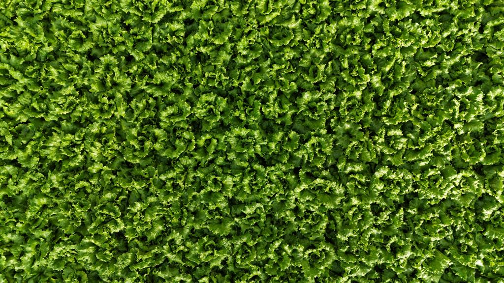 Green Leaf Lettuce