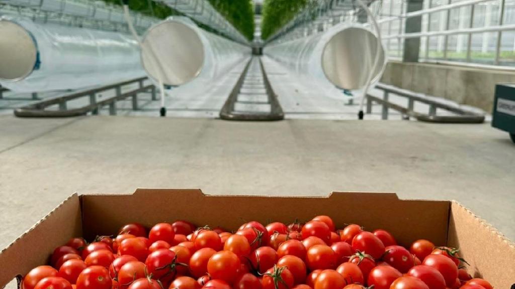 Cherry Tomatoes