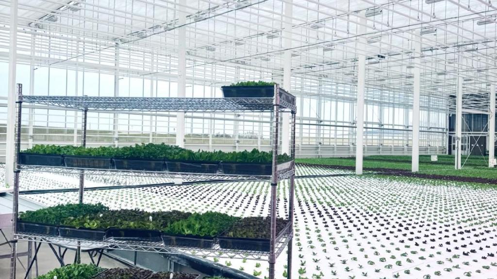 Two week old lettuce plants ready to be transplanted into the hydroponic system