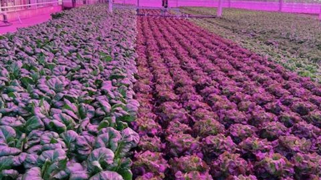 Deep Water Culture Hydroponic Lettuce Production