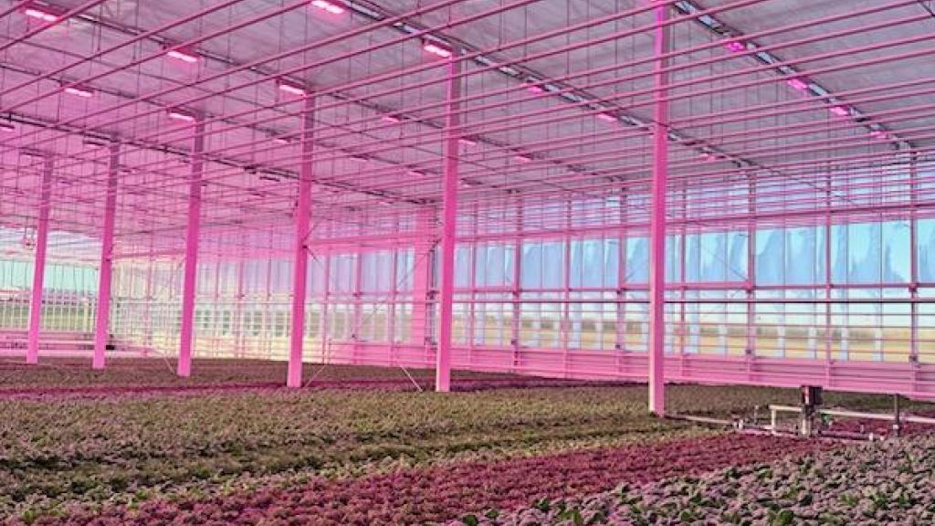 Deep Water Culture Hydroponic Lettuce Production