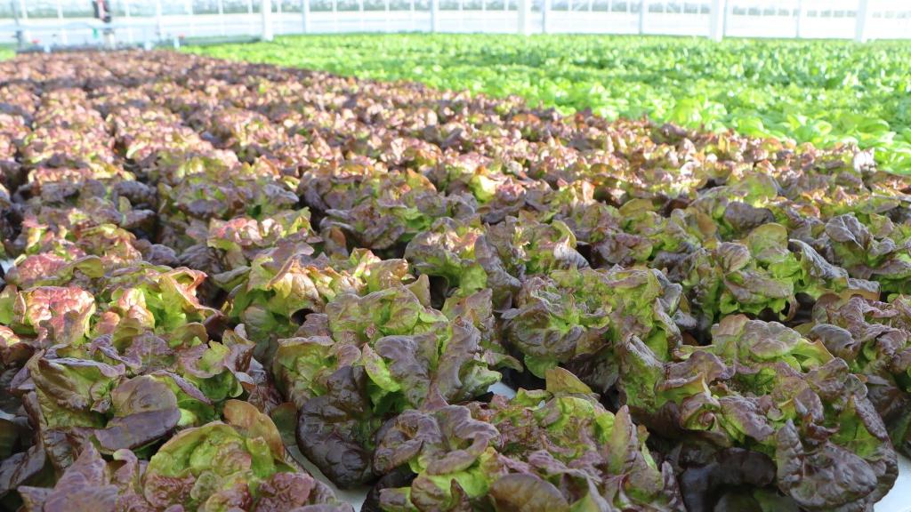 Lettuce Production