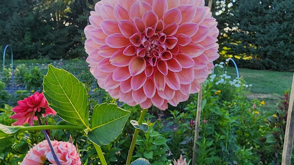 Dahlia