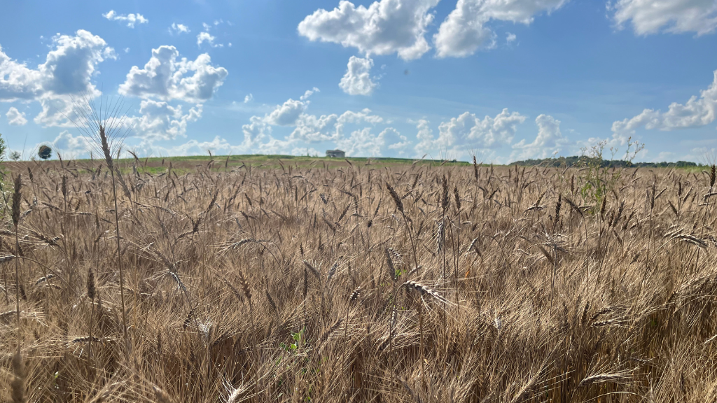 Image: Wheat maturing in the field