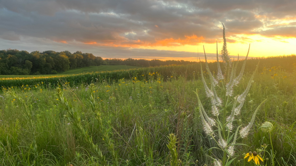 Image: Conservation of wildlife habitat is a priority at Goose Hill Farm