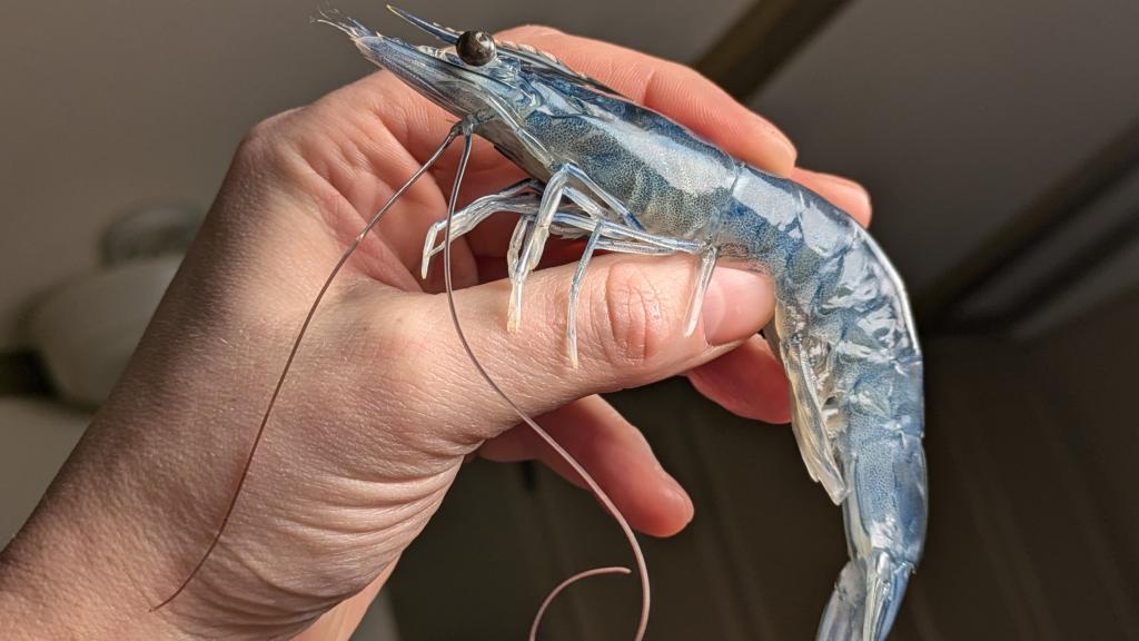 Blue Whole Head-On Raw Shrimp Being Held By Hand