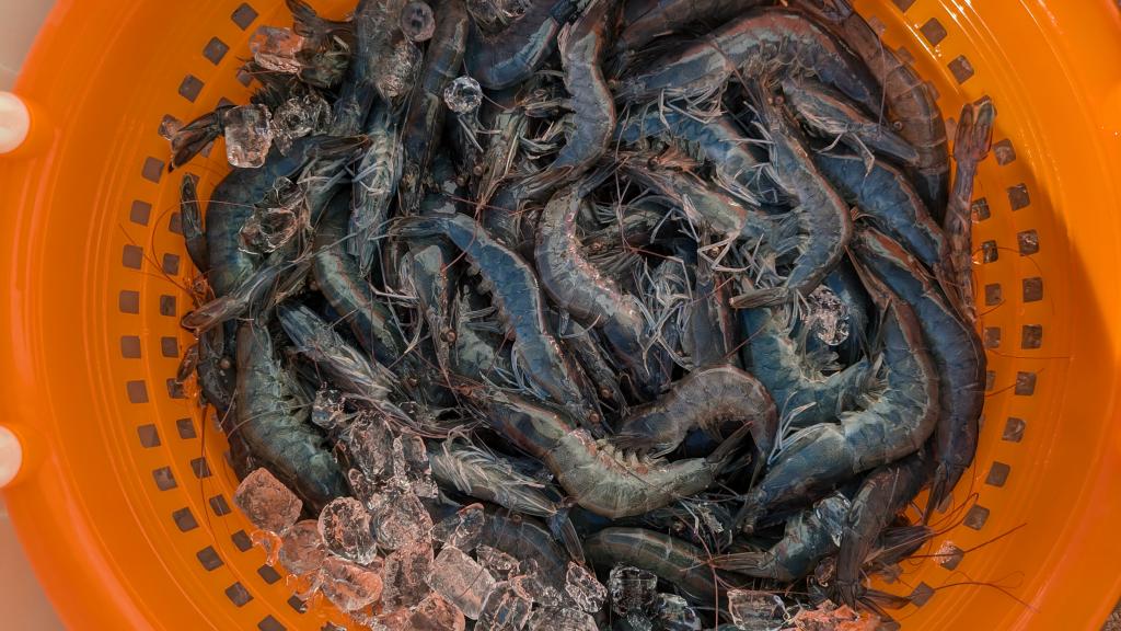 Shrimp in Orange Harvest Basket