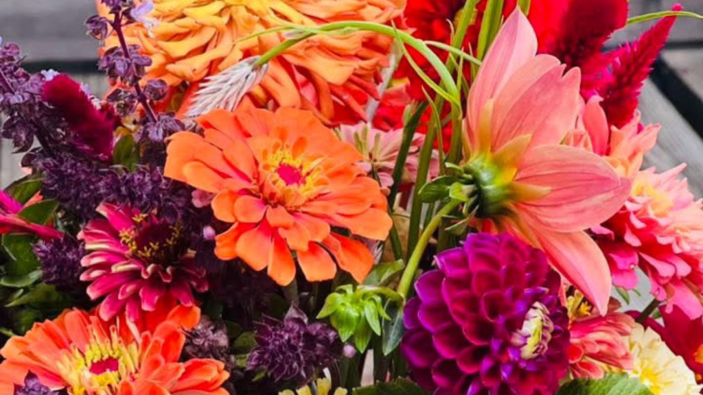 fresh cut flower bouquet of dahlias, zinnias, celosia, basil