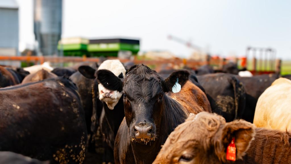 Bisbee cattle farm at feeding time