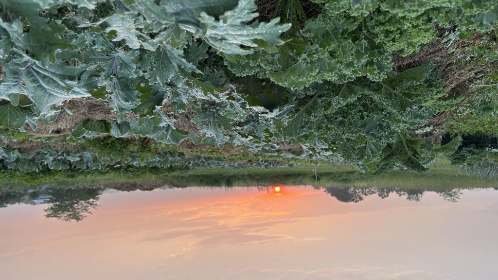 Kale growing in field