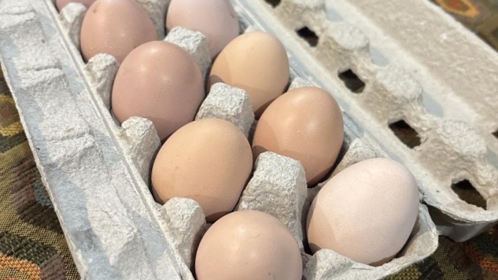 Pasture-raised eggs