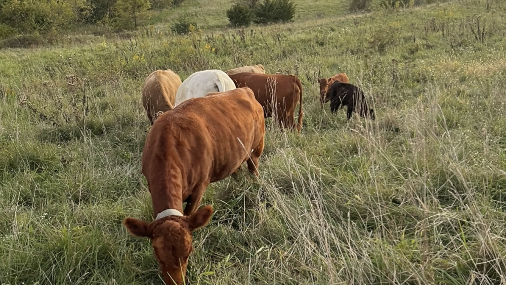 Cows grazing on pasture