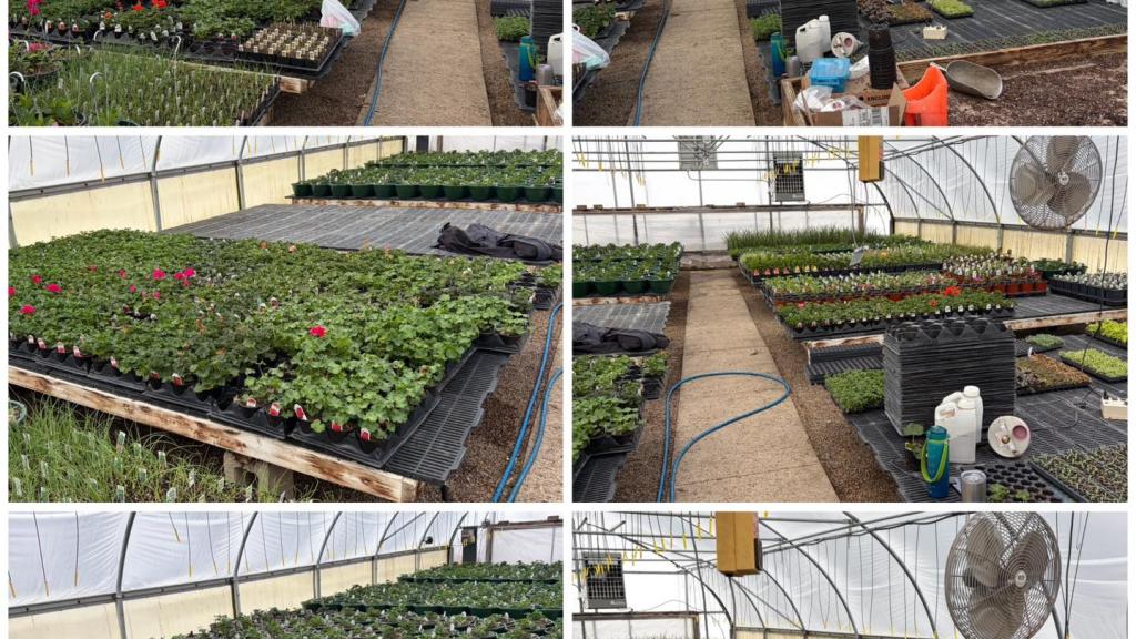 Greenhouse interior filled with young annual plants