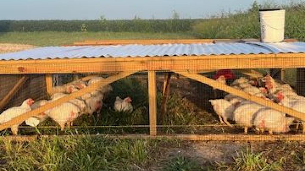 Meat chickens in an enclosure on pasture