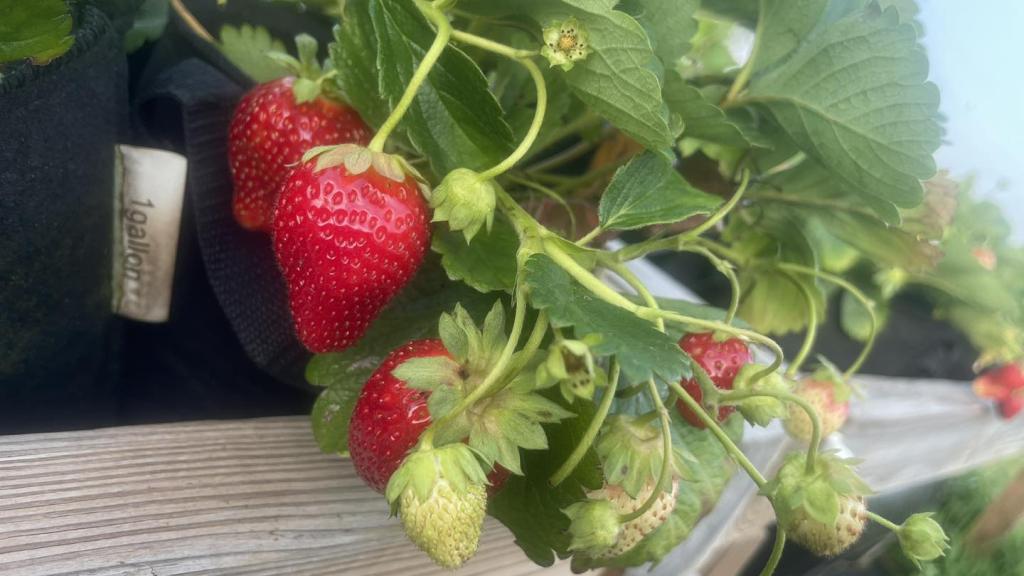 Tripple Berry Farm ripe strawberries on the plant