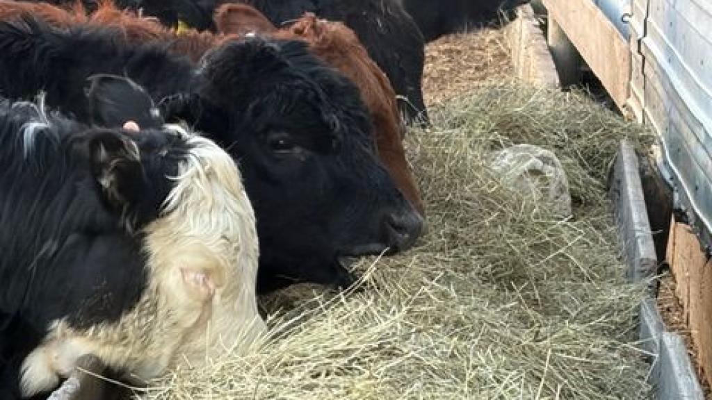 Cattle eating hay