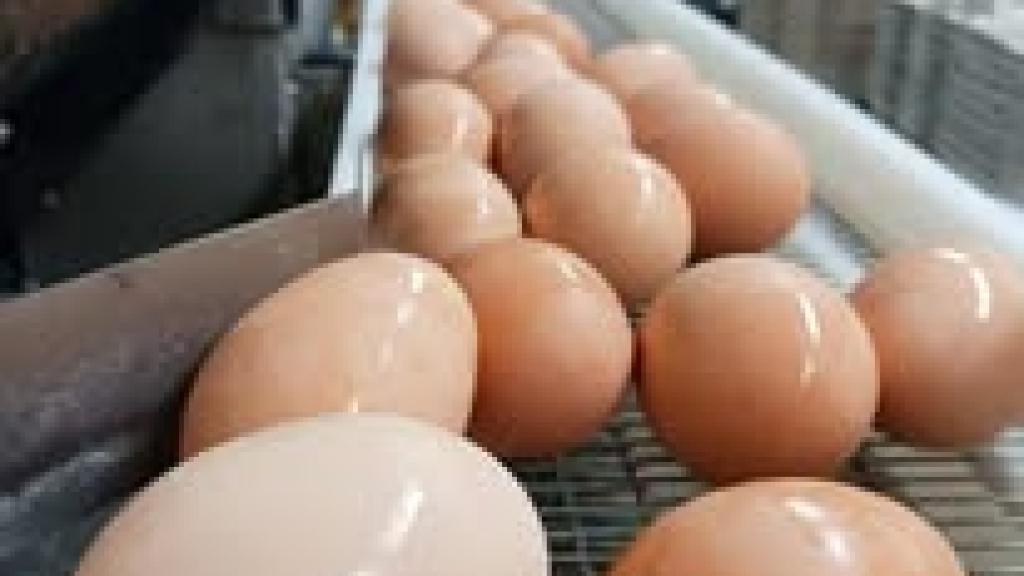 Farm Fresh Brown Eggs