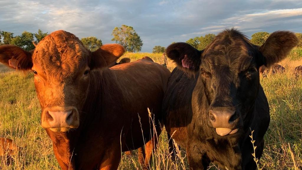 cattle looking at the camera with glowing light from the setting sun
