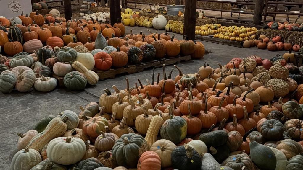 piles of pumpkins