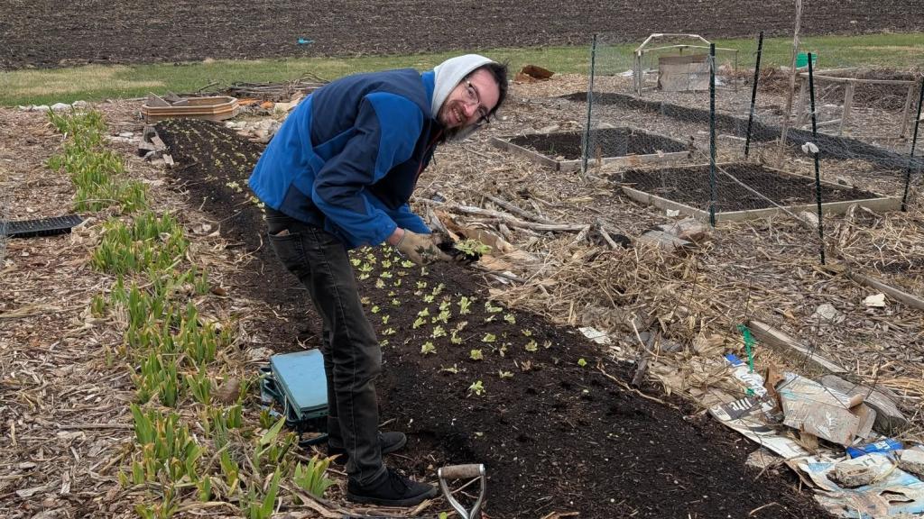Planting lettuce starts in a long bed outdoors.