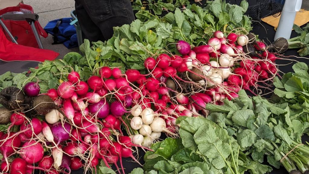 Radishes grown by First Picks Farms in bundles on a table at a local farmers market.