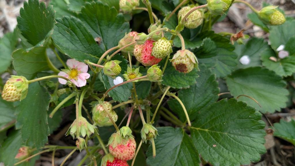 Ripening strawberries on the plant at First Picks Farms in Iowa.