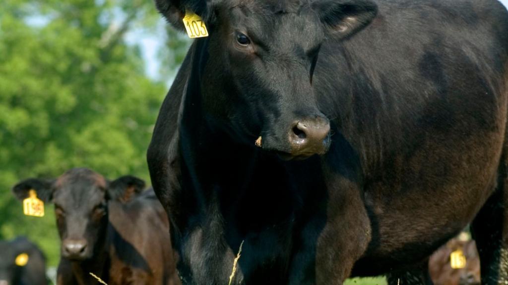 cattle grazing on prairie