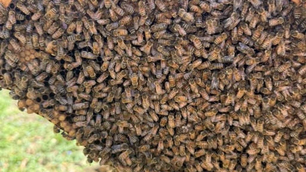 Bees covering a frame from a beehive