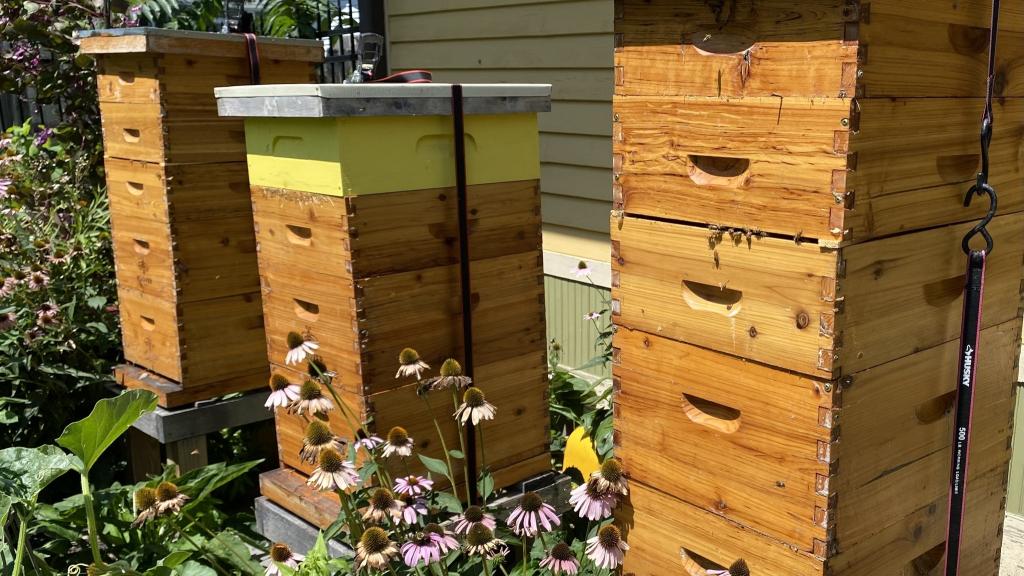 Les Bees beehive setup with three hives side-by-side