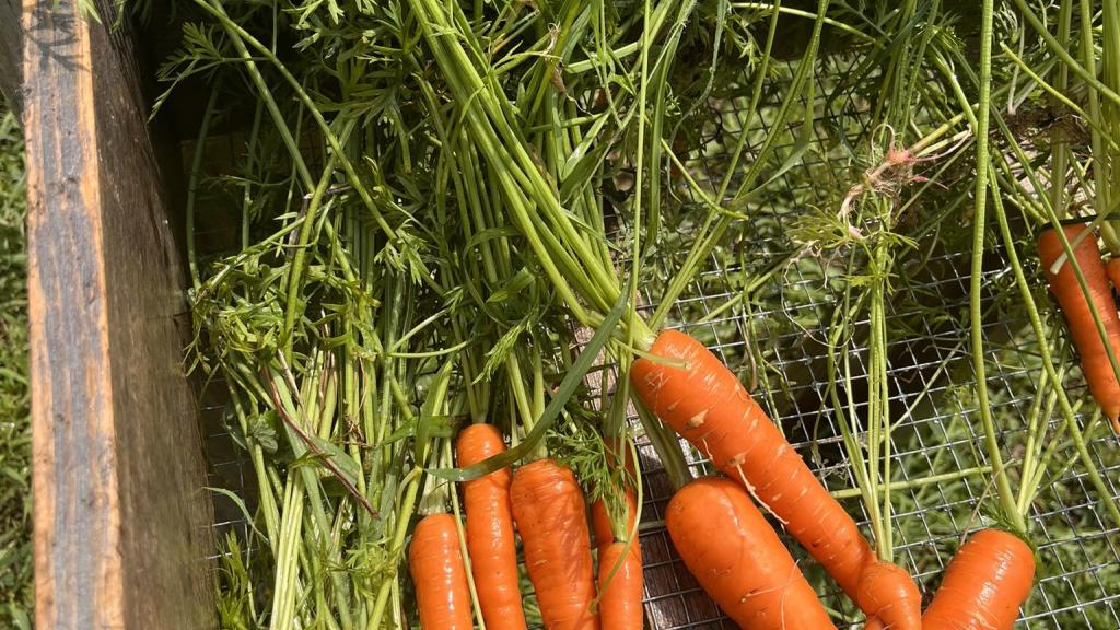 freshly picked carrots from Singing Goat Farms