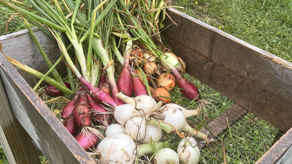 freshly harvested onions grown at Singing Goat Farms in Iowa laying on a screen to be washed