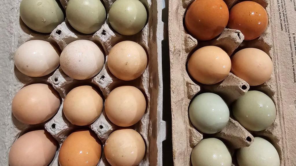 freshly washed eggs in egg cartons