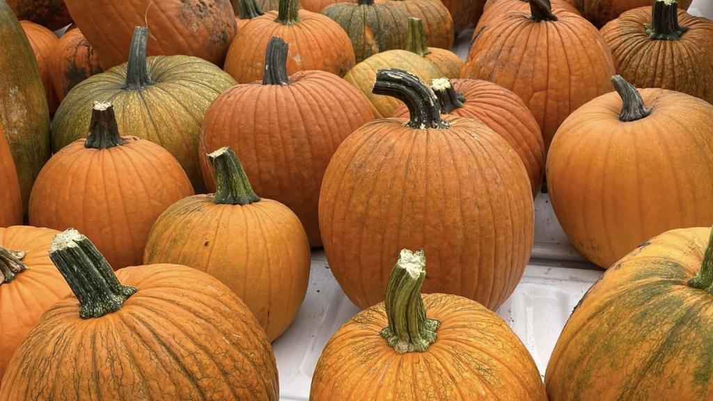 pumpkins in a pickup truck bed at the Indianola Downtown Farmers Market