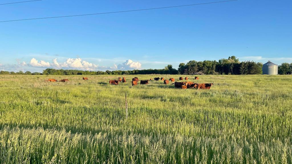 Cows out to pasture 
