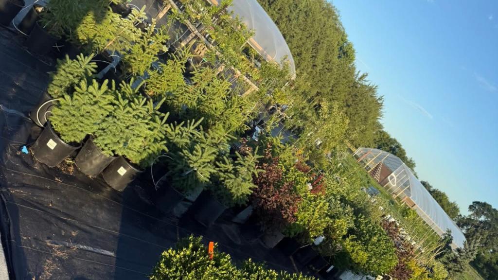 Trees and shrubs