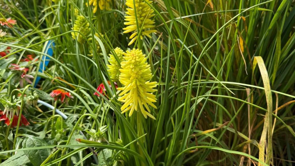 Potted landscape plants 