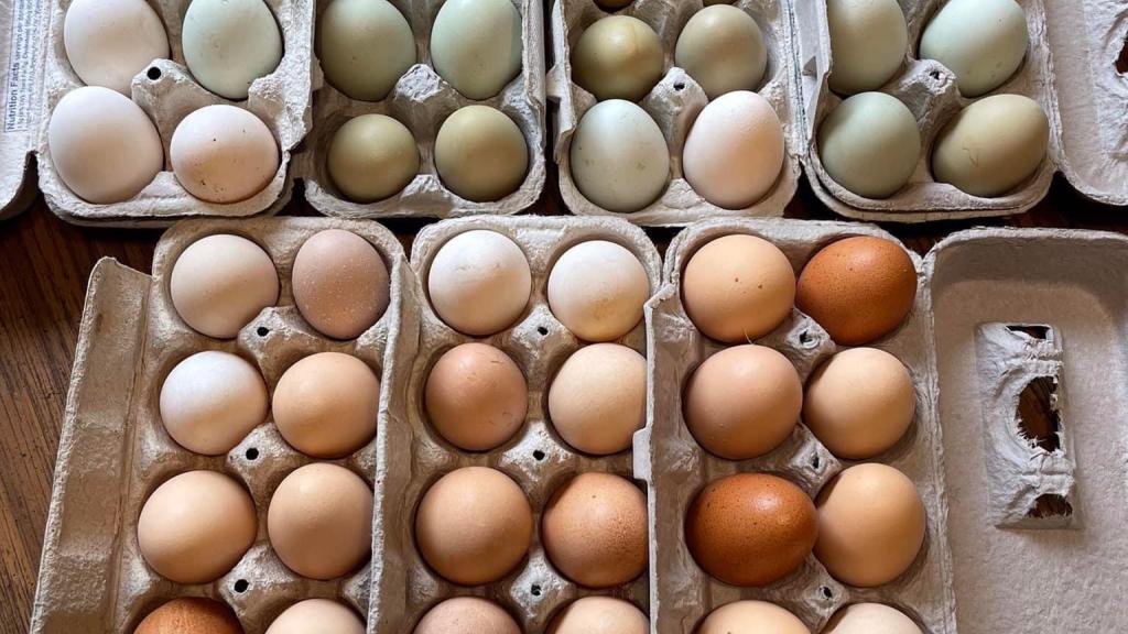 Hand collected, free range, farm fresh eggs