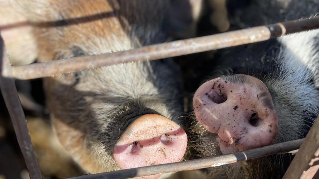 Idaho Pasture Pigs