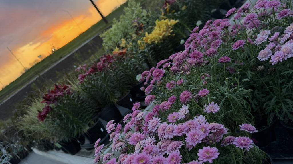Blooming potted flowers in a nursery with a sunset in the background