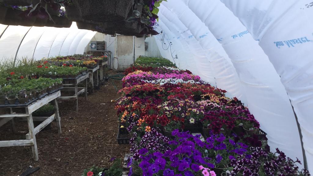 home grown spring bedding plants