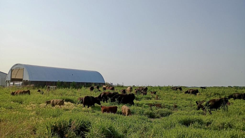 cattle grazing at west fork farmstead