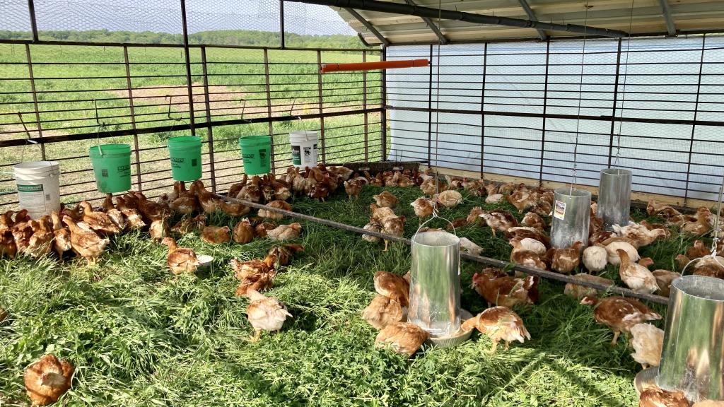 broiler chickens on pasture