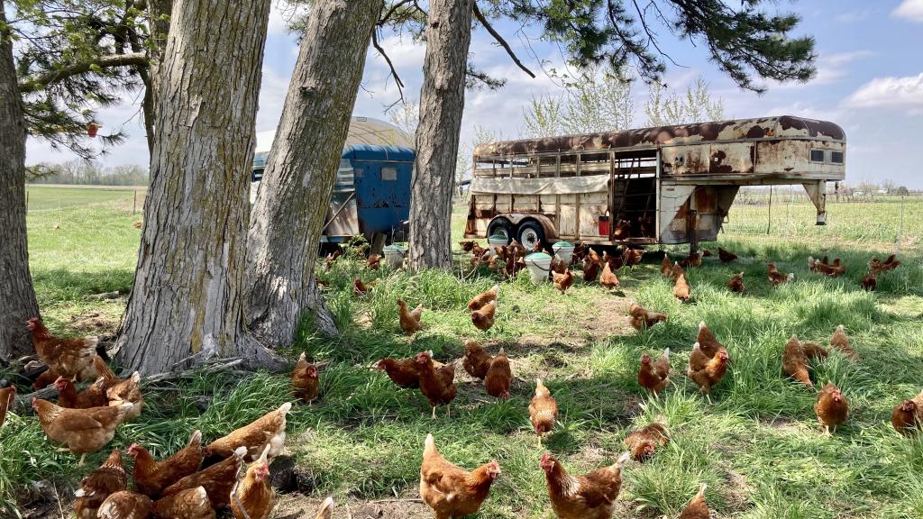 laying hens on pasture