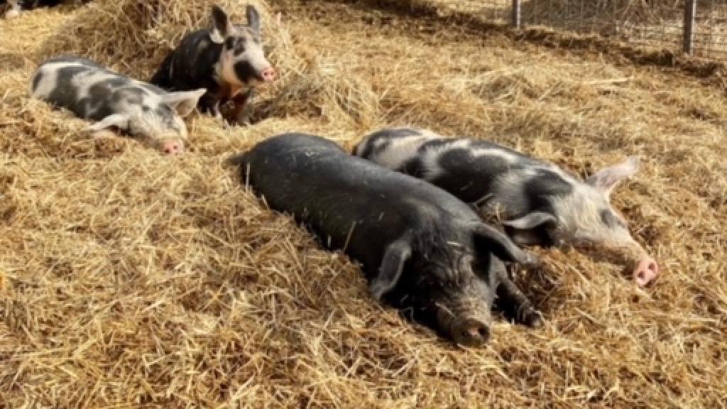 pigs sleeping in hay