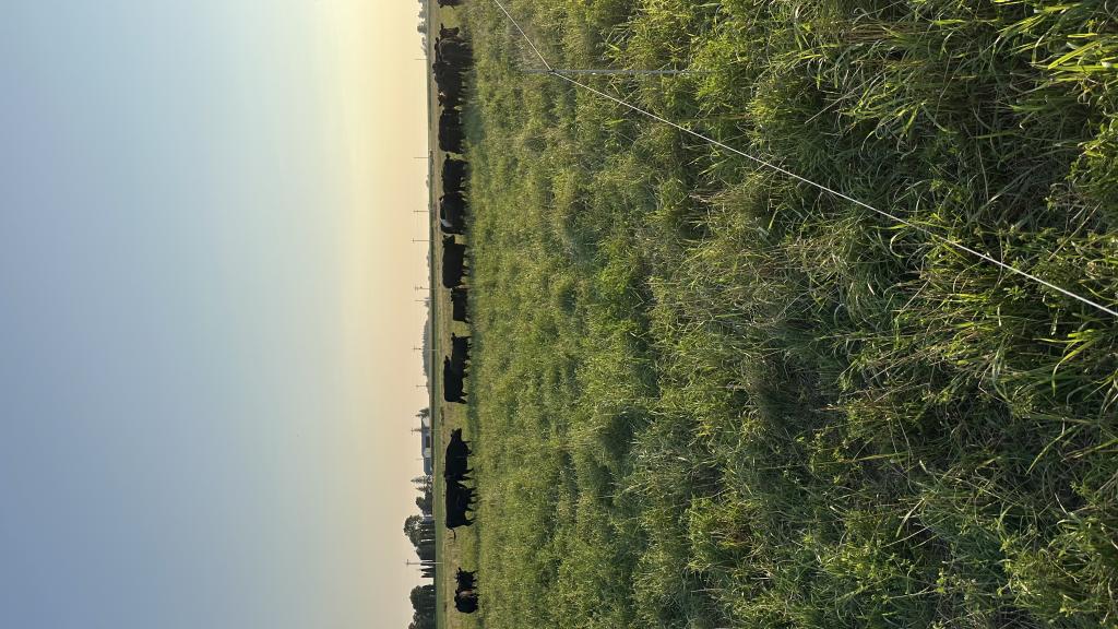 Grassfed and finished beef