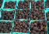 Blackberries
