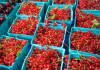 Currants